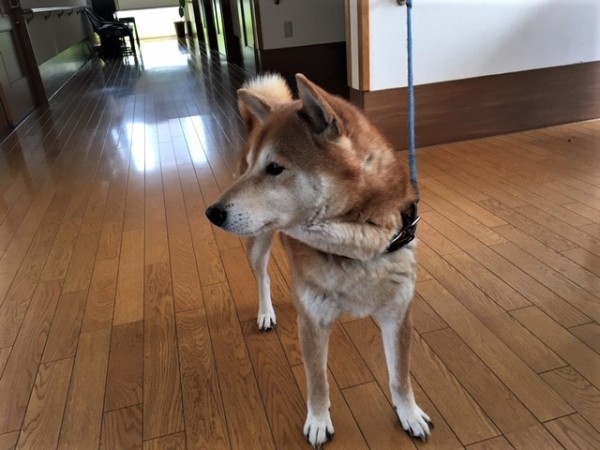 6月9日生まれのロック。利用者様と一緒に施設に入所しました。